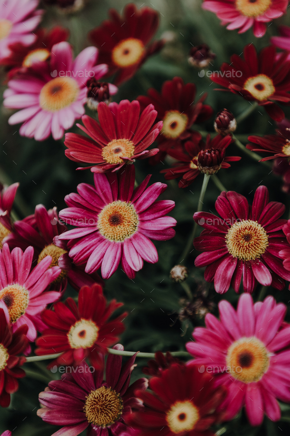 Daisy Flowers Red And Purple Colored Stock Photo By NataliaRuedisueli